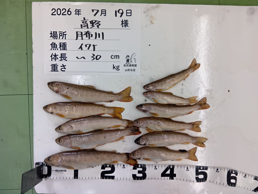 イワナ